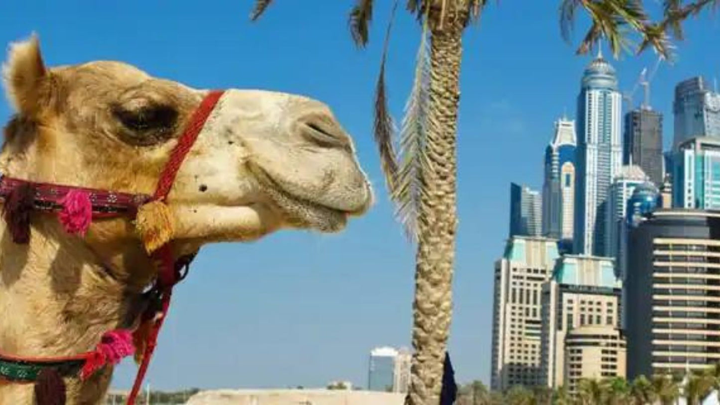Middle East Cruise: Seychelles, Madagascar, UAE, Maurtius Cruise