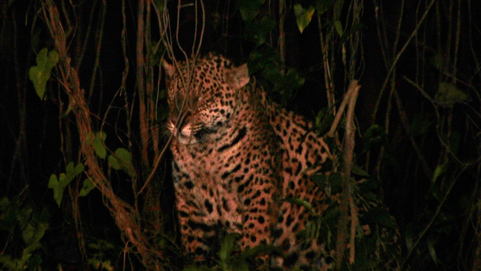 Jaguar in the Pantanal, Brazil
